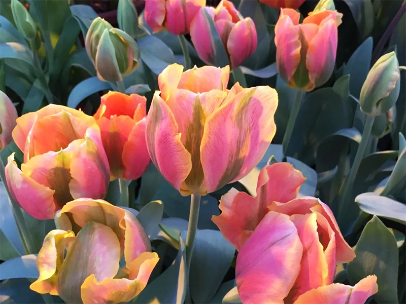 Тюльпан Artist (Артист)  тюльпан artist (артист)