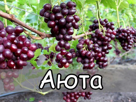 Виноград Аюта Виноград Аюта