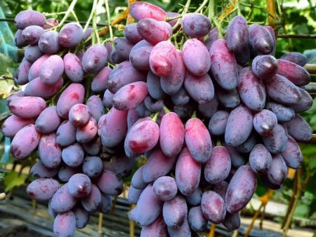 Виноград Ася Виноград Ася