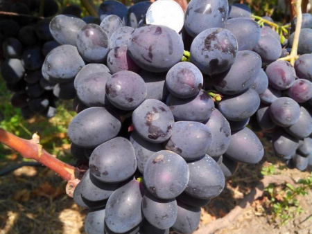 Виноград Мавр Виноград Мавр