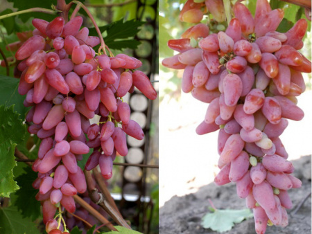 P9085660-Original P9085660-Original