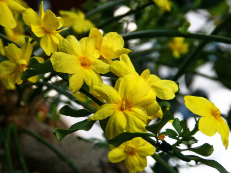 жасмин плетущийся голоцветковый жасмин плетущийся голоцветковый