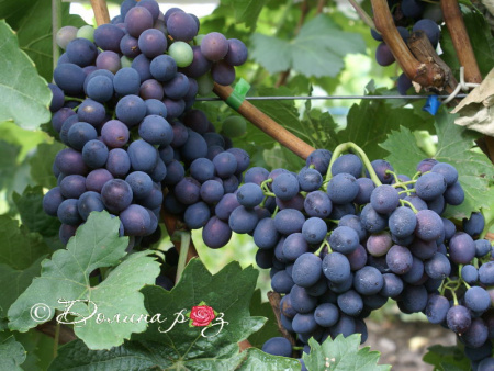 НоменклатураПрисоединенныеФайлы НоменклатураПрисоединенныеФайлы