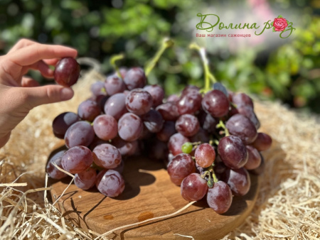 виноград низина виноград низина