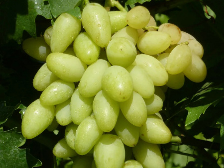 виноград Сильвер виноград Сильвер