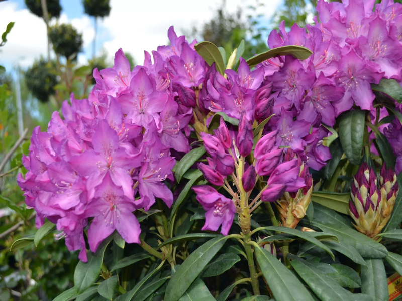 Рододендрон Болеслав Хробры фото и описание. Саженцы в каталоге интернет магазина Долина роз. Рододендрон Болеслав Хробры фото