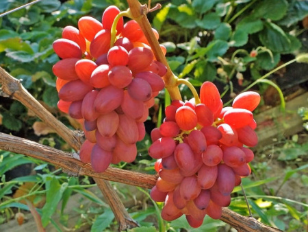 НоменклатураПрисоединенныеФайлы