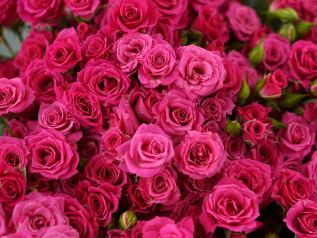 роза лавли лидия