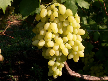 долгожднанный долгожднанный