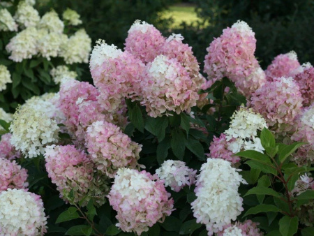 гортензия Роял Фловерс
