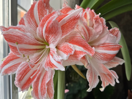 Гиппеаструм