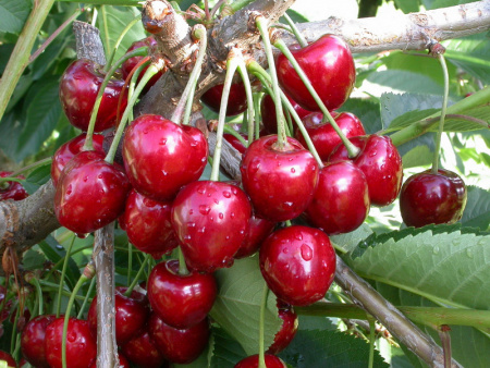 черешня Аннушка