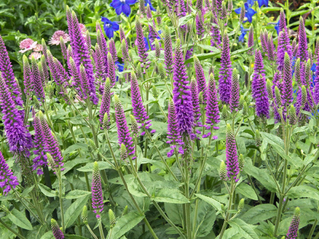 Вероника длиннолистная Фёст Матч