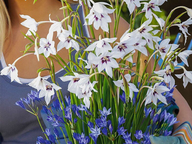 Ацидантера Мюриэл 10шт ацидантера мюриэл 10шт