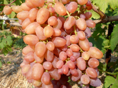 виноград кишмиш Находка