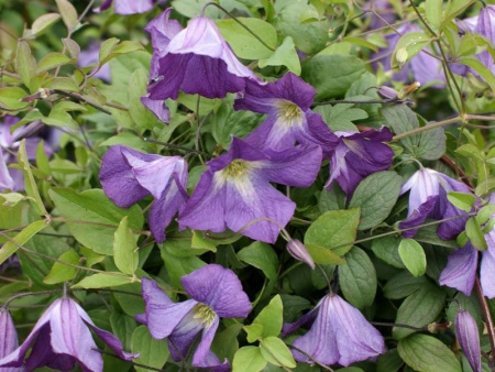 НоменклатураПрисоединенныеФайлы