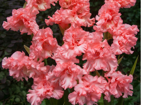 НоменклатураПрисоединенныеФайлы