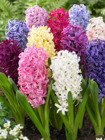 гиацинт яркий