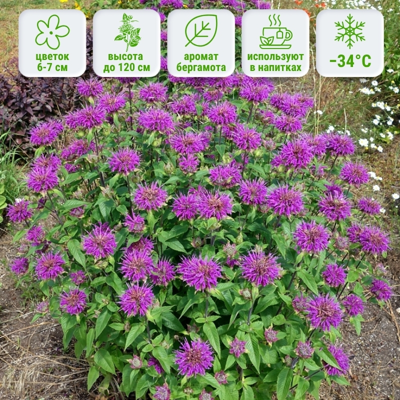 Монарда (бергамот) Прейринахт фото и описание. Саженцы в каталоге интернет магазина Долина роз. Монарда (бергамот) Прейринахт фото