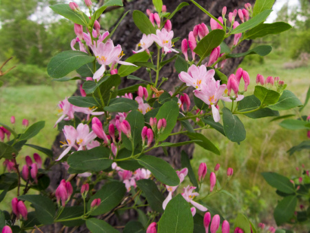 НоменклатураПрисоединенныеФайлы НоменклатураПрисоединенныеФайлы