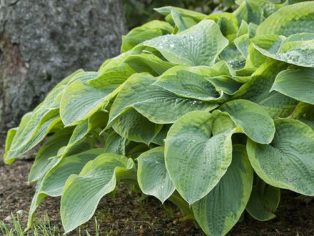 френсис вильямс с