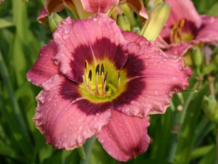 НоменклатураПрисоединенныеФайлы