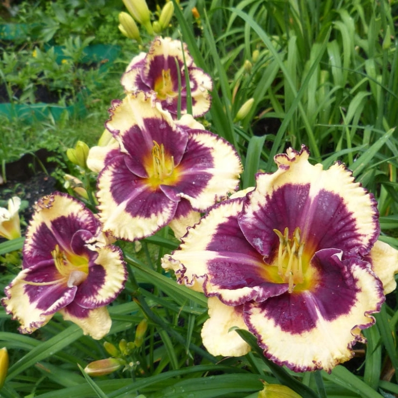 Лилейник Тайгер Блад лилейник тайгер блад