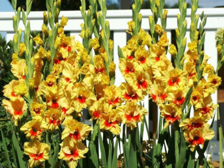 гладиолус Джестер