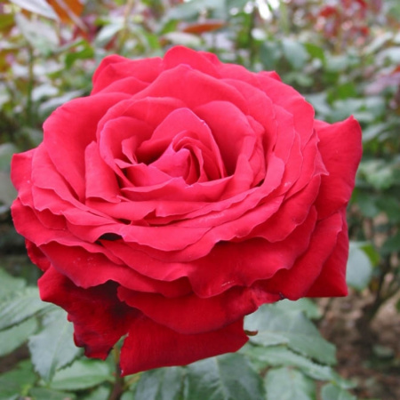 1 1