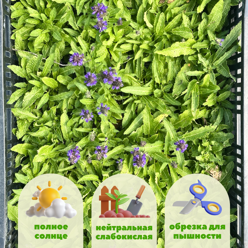 шалфей дубравный маркус 