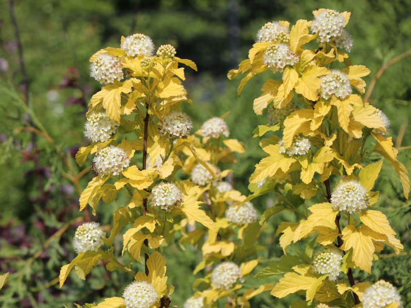 Пузыреплодник калинолистный Ангел Голд фото и описание. Саженцы в каталоге интернет магазина Долина роз. Пузыреплодник калинолистный Ангел Голд фото