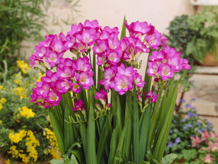 Фрезия розовая