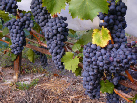 НоменклатураПрисоединенныеФайлы НоменклатураПрисоединенныеФайлы