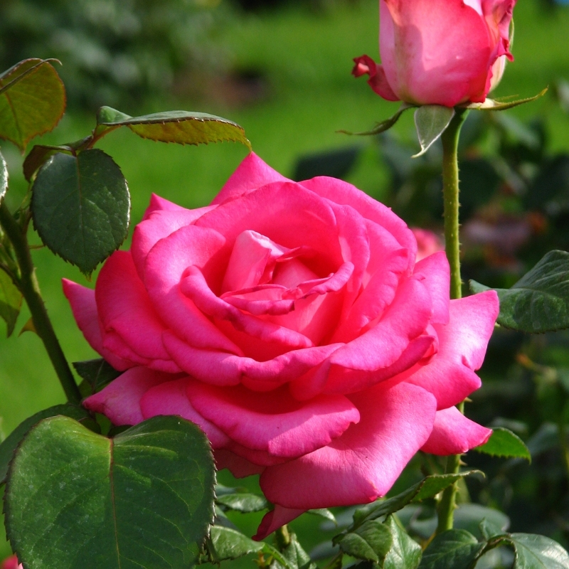 Роза Эсмеральда фото