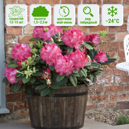 Рододендрон Германия