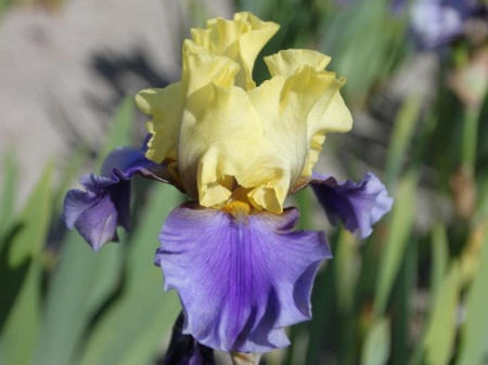 НоменклатураПрисоединенныеФайлы