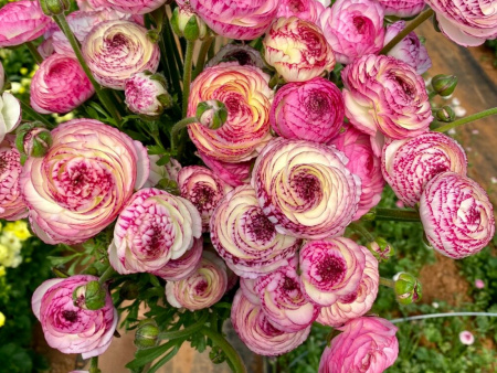 Пикоти Пинк1