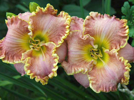 НоменклатураПрисоединенныеФайлы