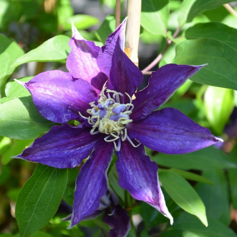 Клематис Хакуоокан фото