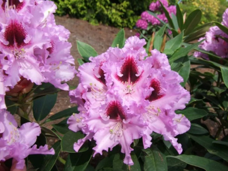 рододендрон кабаретт1