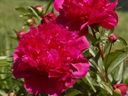 НоменклатураПрисоединенныеФайлы