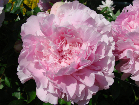 НоменклатураПрисоединенныеФайлы