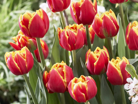 тюльпан Силеста