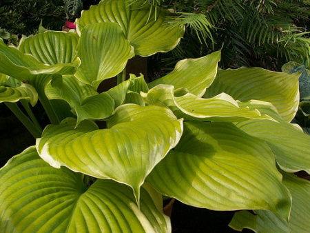 Винтер Сноу3 с