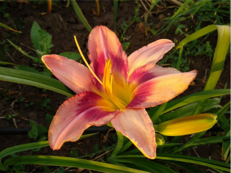 НоменклатураПрисоединенныеФайлы