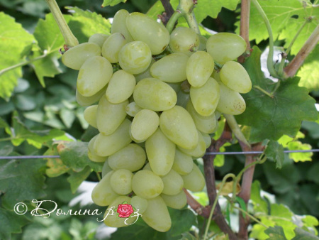 НоменклатураПрисоединенныеФайлы НоменклатураПрисоединенныеФайлы