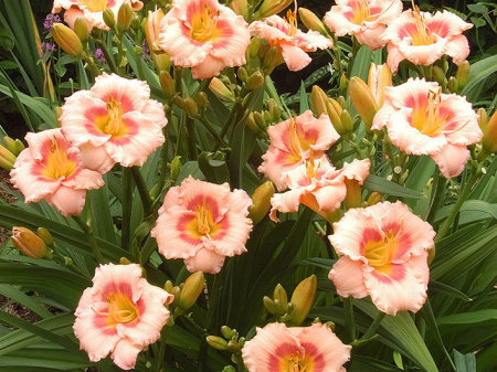 НоменклатураПрисоединенныеФайлы