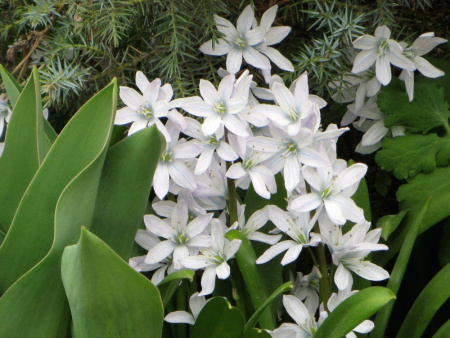 пушкиния альба3