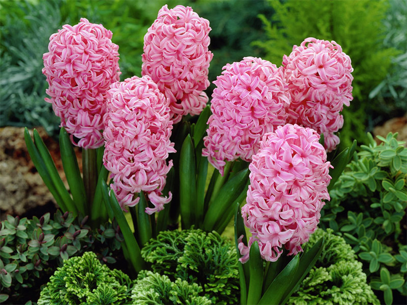 Гиацинт Rosette (Розетта) гиацинт rosette (розетта)