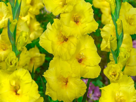 гладиолус Бананарама